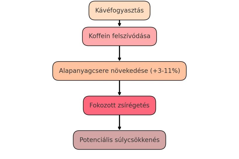 kavé fogyasztás flowchart
